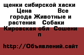 щенки сибирской хаски  › Цена ­ 10 000 - Все города Животные и растения » Собаки   . Кировская обл.,Сошени п.